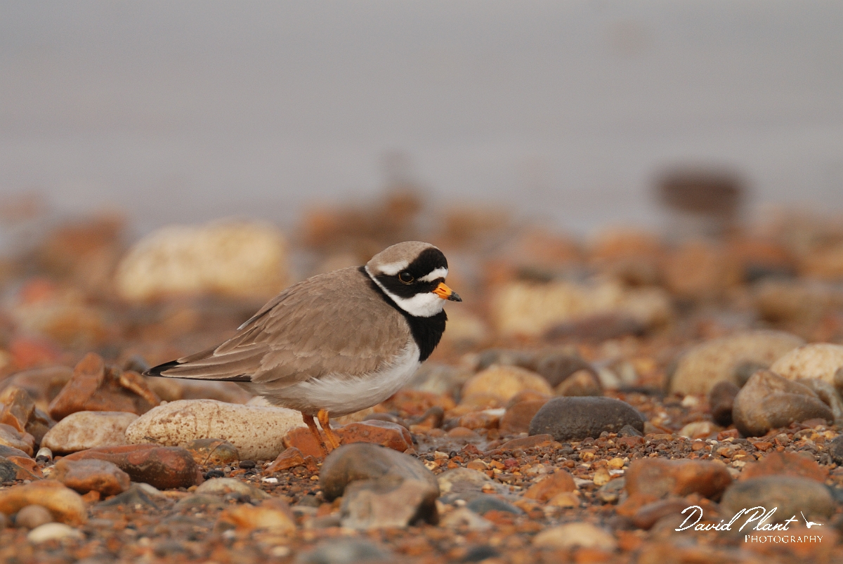 David Plant Photography - Wildlife Photography - Ringed plover - H.jpg - Ringed plover on shingle beach - Norfok
